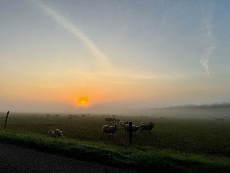 Moutons au lever du soleil