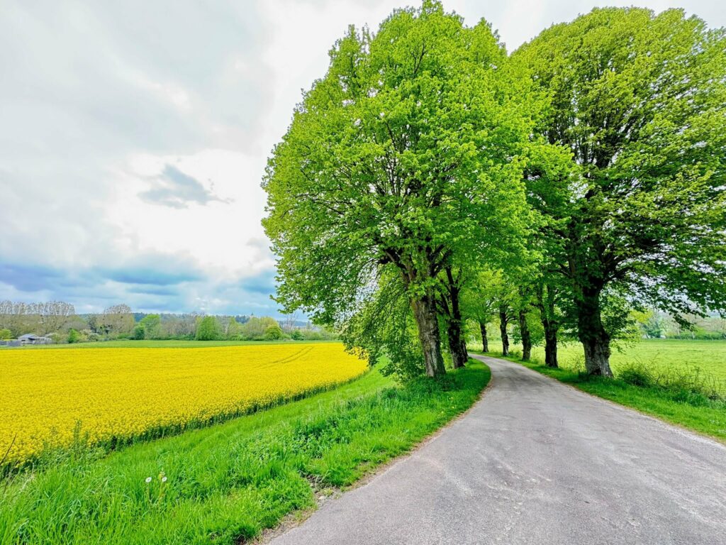 Allée bordée de champs de colza à Nesle-et-Massoult