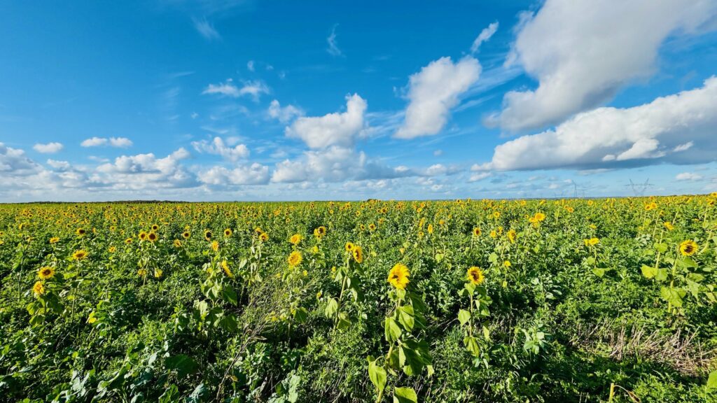 Champ de tournesols à Nesle-et-Massoult — un paysage à protéger