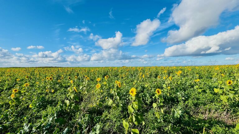 Champ de tournesols à Nesle-et-Massoult — un paysage à protéger