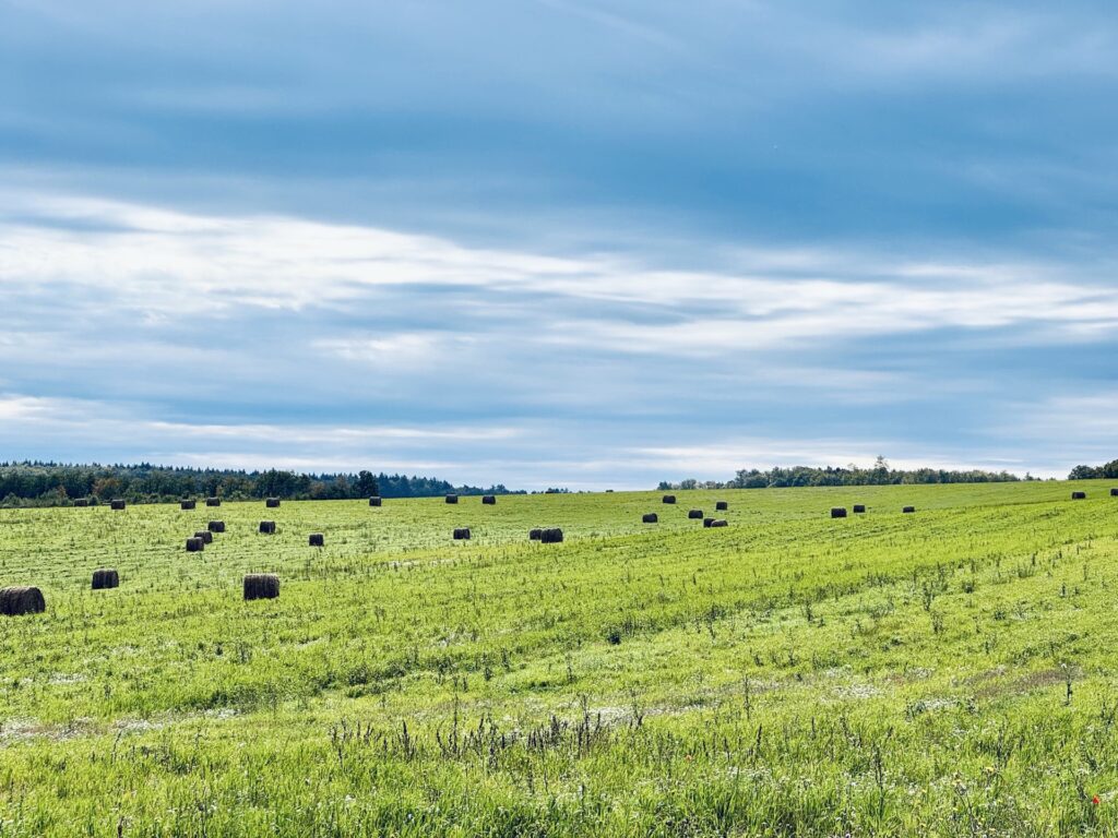 Prairie fauchée parsemée de bottes de foin près de Nesle-et-Massoult, s'étendant jusqu'à la lisière boisée sous un vaste ciel.