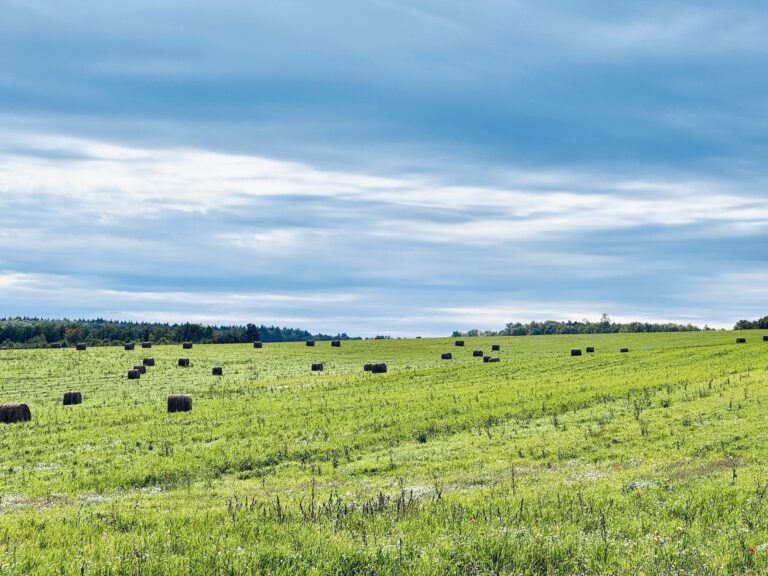 Prairie fauchée parsemée de bottes de foin près de Nesle-et-Massoult, s'étendant jusqu'à la lisière boisée sous un vaste ciel.