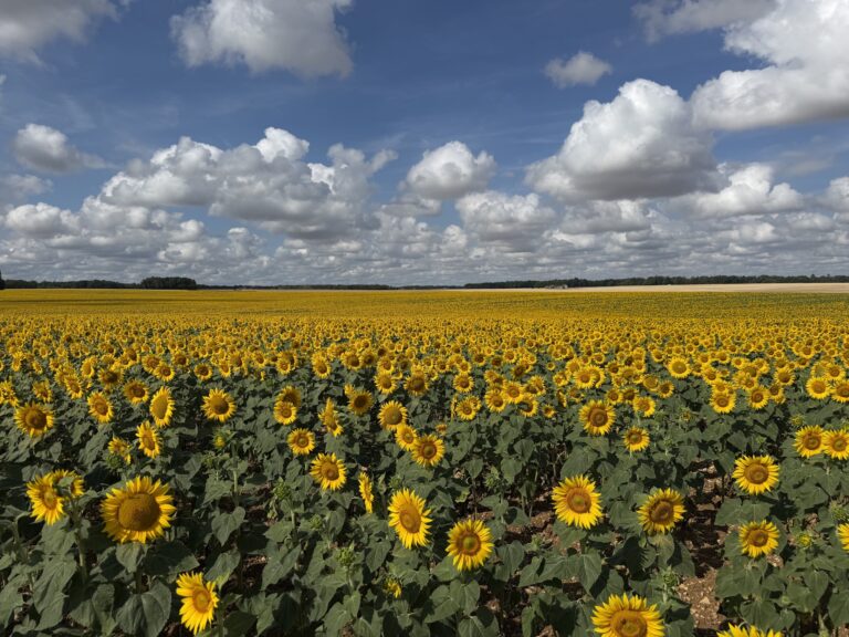 Champ de tournesols en fleur près de Nesle-et-Massoult, sous un ciel d'été nuageux, avec la lisière de forêt à l'horizon.